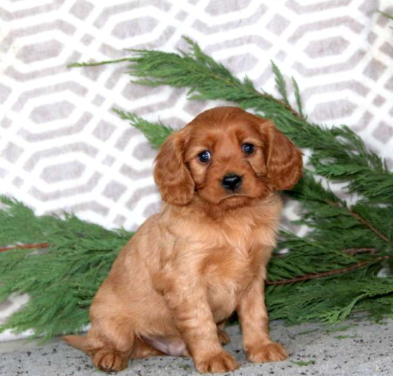 puppy, for, sale, Miniature Golden Retriever, Lester S Stoltzfus, dog, breeder, Narvon, PA, dog-breeder, puppy-for-sale, forsale, nearby, find, puppyfind, locator, puppylocator, aca